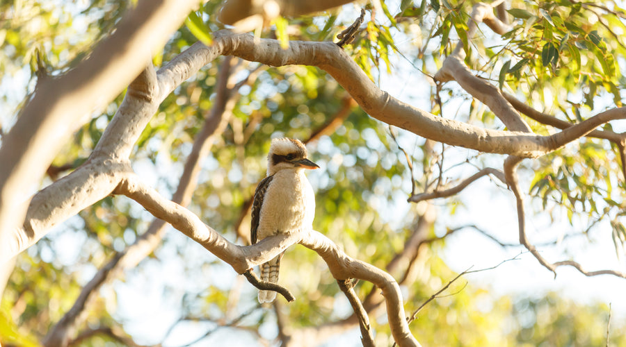 'Golden Australian Bushland' | Limited Editions