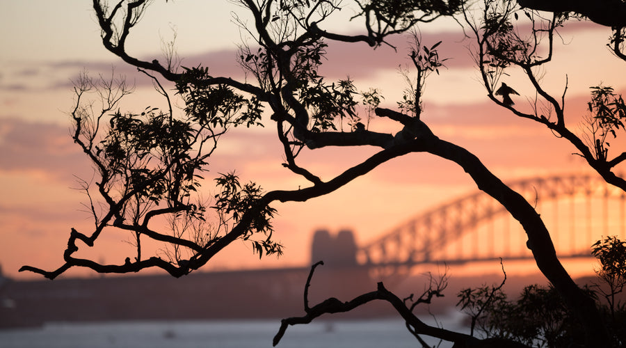 Photographing Kirribilli
