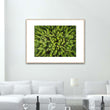 Load image into Gallery viewer, Forest Aerial Abstract Close