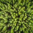 Load image into Gallery viewer, Forest Aerial Abstract Close