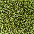 Load image into Gallery viewer, Forest Aerial Abstract Far