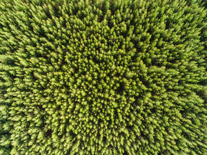 Forest Aerial Abstract Far