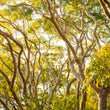 Load image into Gallery viewer, Golden Australian Bushland