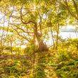 Load image into Gallery viewer, Morning Forest at Reef Beach