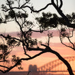 Load image into Gallery viewer, Sydney Nature Silhouette Tall