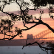 Load image into Gallery viewer, Sydney Nature Silhouette