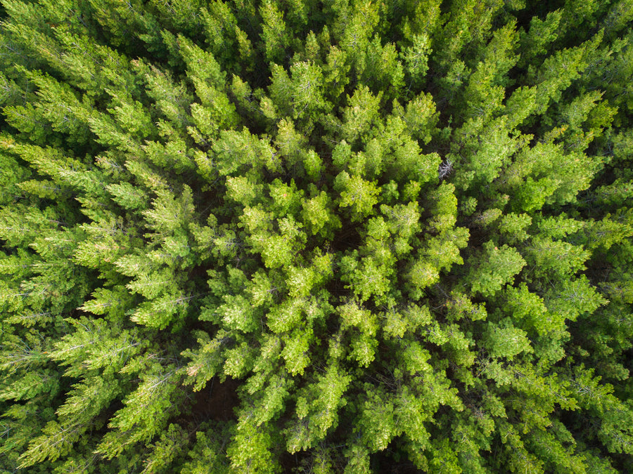 Forest Aerial Abstract Close