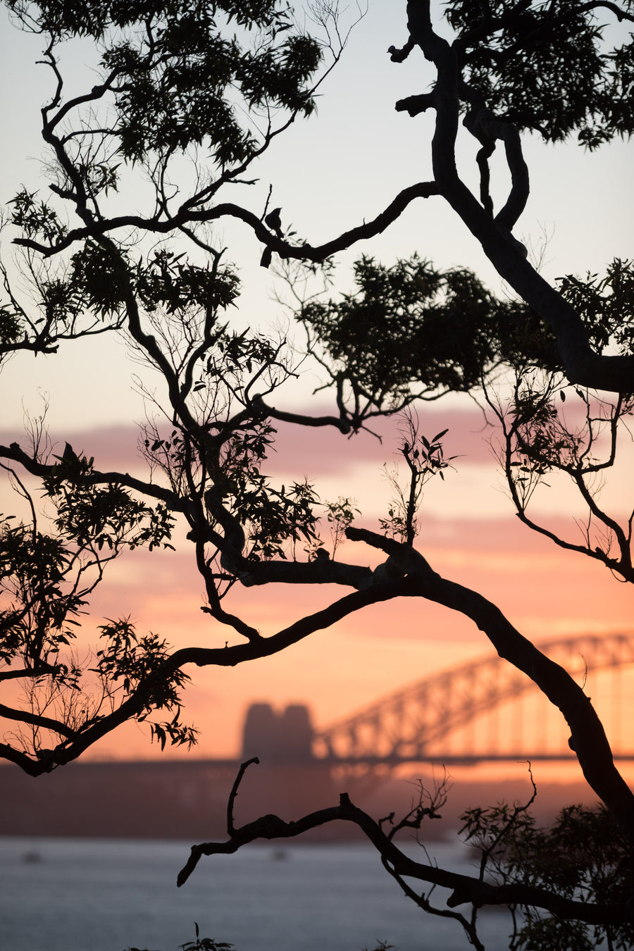 Sydney Nature Silhouette Tall