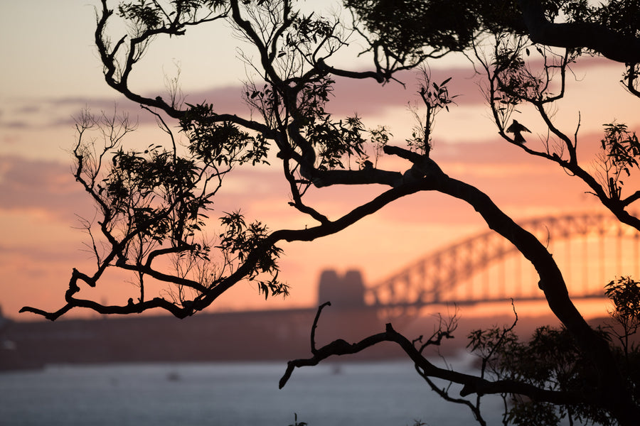 Sydney Nature Silhouette